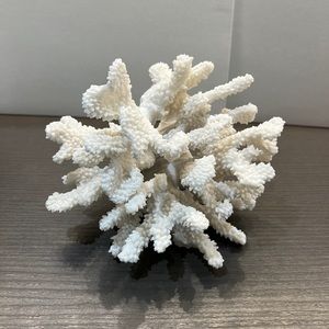 Branching White spike Coral Specimen Coastal Decor home decor